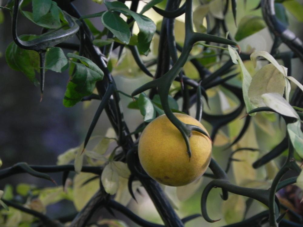 Photo of Japanese Hardy Orange (Citrus trifoliata 'Flying Dragon') uploaded by SL_gardener