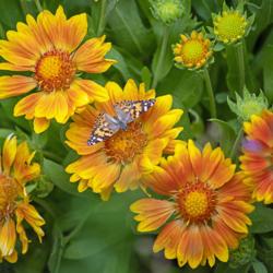 Location: my garden, Utah
Date: 2019-06-14
#pollination