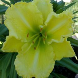 Location: My garden, Eagle Point, Oregon
Date: 2019-06-14
FFO Bloom