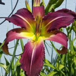 Location: My garden, Eagle Point, Oregon
Date: 2019-06-15
FFO bloom