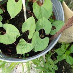 Location: My garden zone 5
Date: 2019-06-16
growing in a container