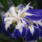 Really unusual iris!