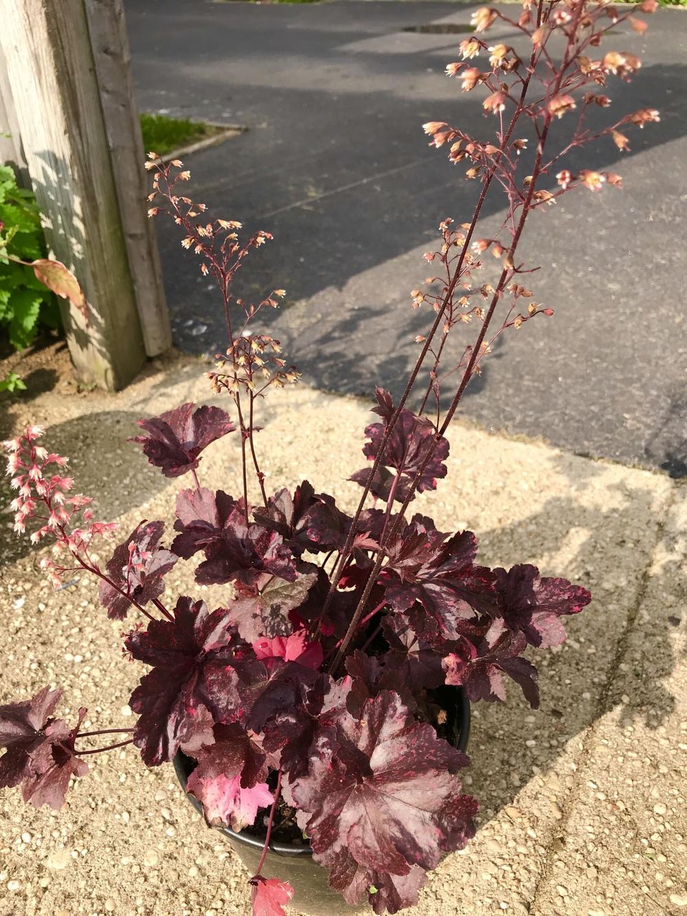 Photo of Coral Bells (Heuchera) uploaded by keithp2012