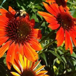 Location: Woodbridge , Va
Date: 2019-06-13
#pollination