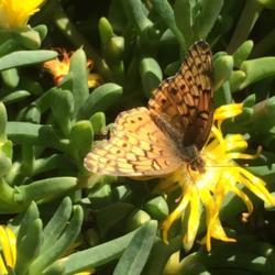 Location: Arenas Valley, NM My garden
Date: 2018-10-24
#Pollination