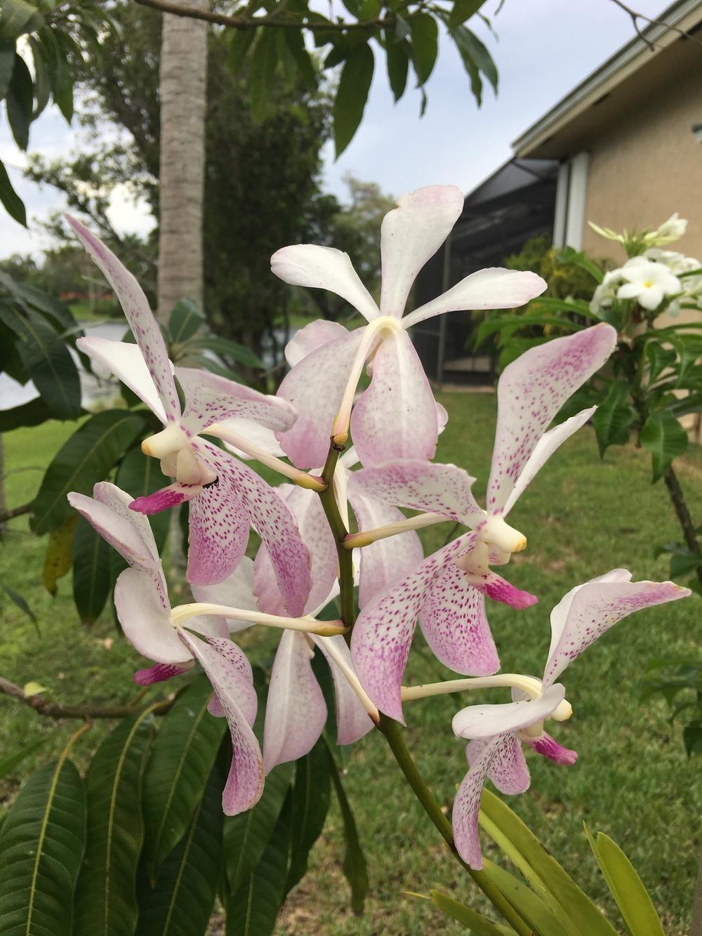 Photo of Orchid (Aranda Prapin 'Spot') uploaded by toy747