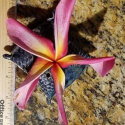 Location: Southwest Florida
Date: June 2019
This cultivar does have large flowers, but this one, also with it