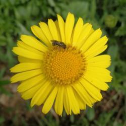 Location: New Brunswick, Canada
Date: 2019-05-31
#pollinators #pollination #sweatbee