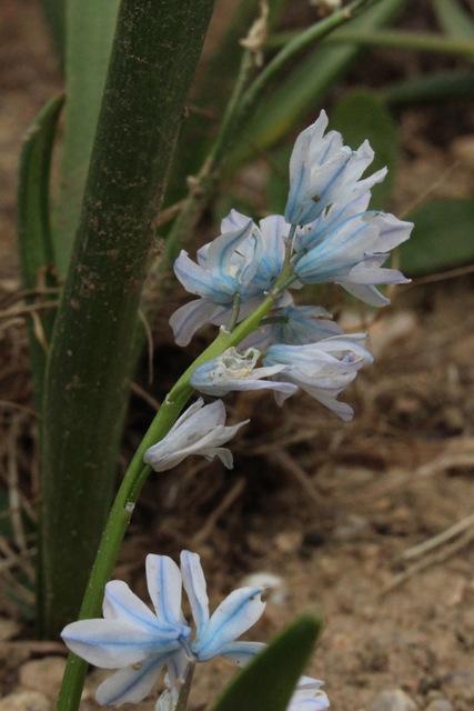 Photo of Striped Squill (Puschkinia scilloides) uploaded by RuuddeBlock