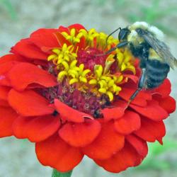 Location: My Gardens
Zinnia 'Lilliput' With Bumble bee #pollination