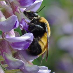 Location: my garden, Utah
#pollination