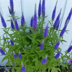 Location: My garden, Eagle Point, Oregon
Date: 2019-06-15
My very favorite Veronica