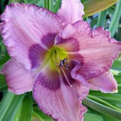 Location: My garden, Eagle Point, Oregon
Date: 2019-06-17
FFO Bloom