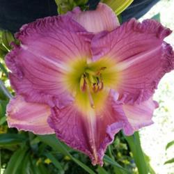 Location: My garden, Eagle Point, Oregon
Date: 2019-06-18
FFO Bloom
