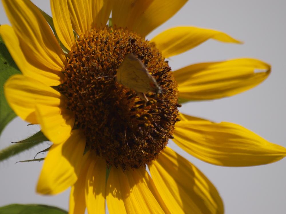 Photo of Sunflowers (Helianthus annuus) uploaded by honeyx4
