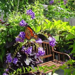 Location: central Illinois
Date: 2018-07-27
#pollination  Monarch