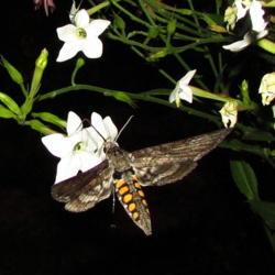 Location: central Illinois
Date: 2018-07-25
#pollination  Sphinx Moth
