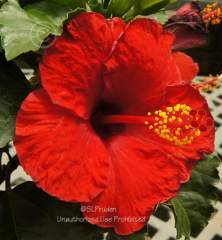 Photo of Tropical Hibiscus (Hibiscus rosa-sinensis 'Baja Breeze') uploaded by DaylilySLP