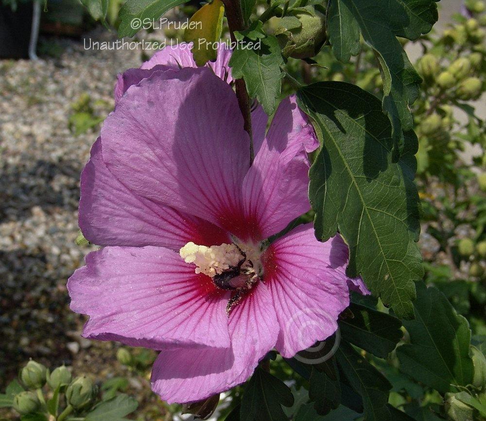 Photo of Rose Of Sharon (Hibiscus syriacus Violet Satin®) uploaded by DaylilySLP