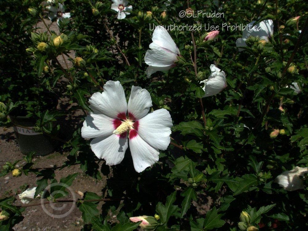 Photo of Rose of Sharon (Hibiscus syriacus 'Red Heart') uploaded by DaylilySLP