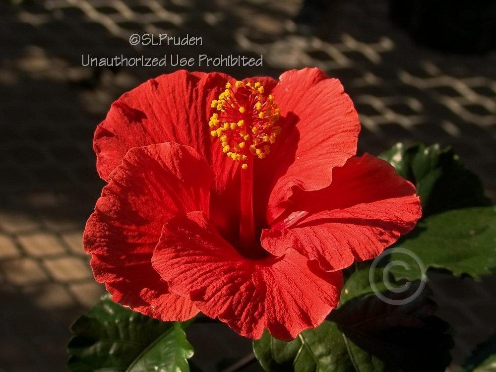 Photo of Tropical Hibiscus (Hibiscus rosa-sinensis 'Baja Breeze') uploaded by DaylilySLP