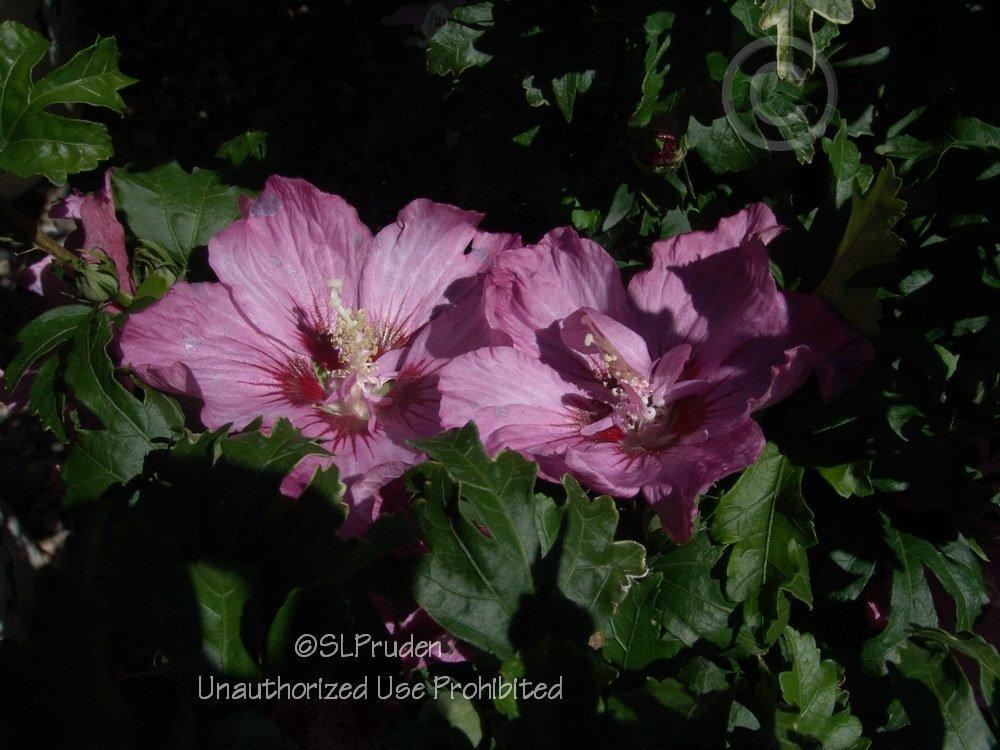 Photo of Rose of Sharon (Hibiscus syriacus Rose Satin®) uploaded by DaylilySLP