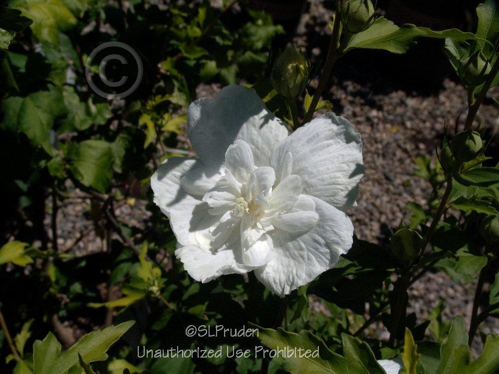 Photo of Rose Of Sharon (Hibiscus syriacus White Chiffon™) uploaded by DaylilySLP