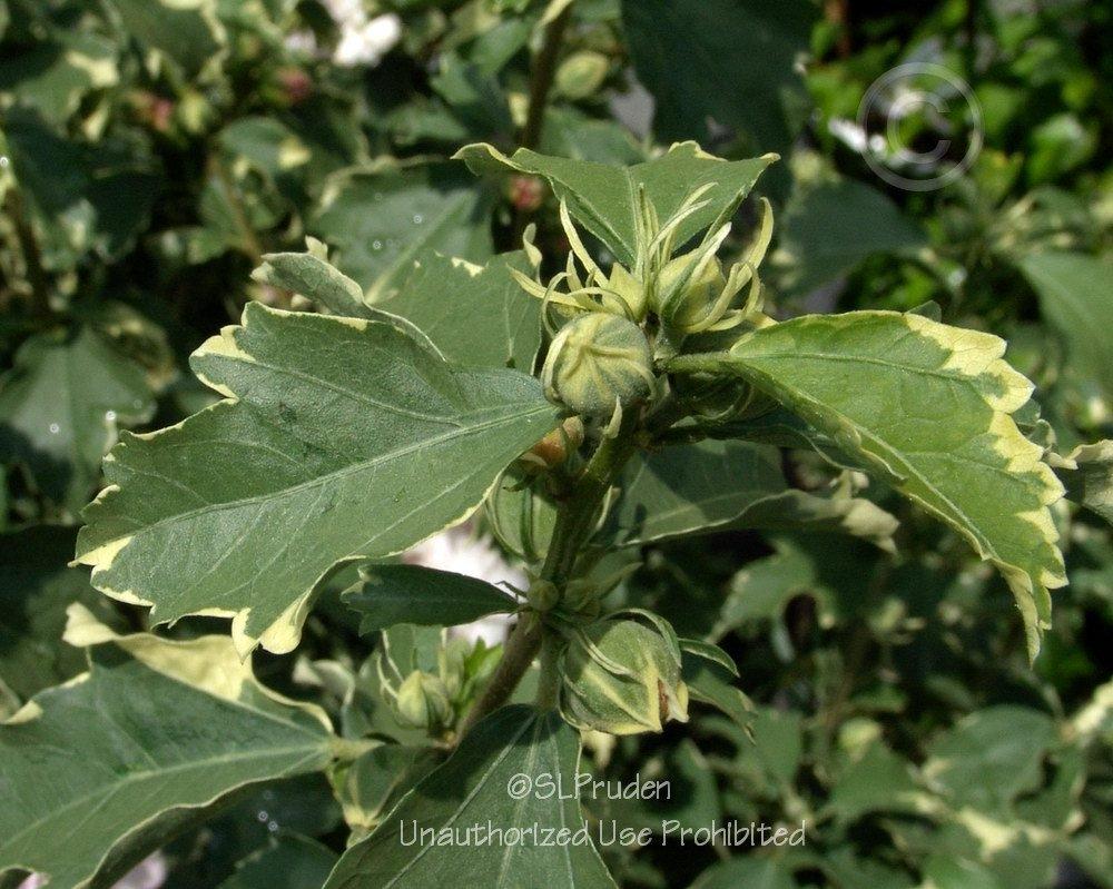 Photo of Rose Of Sharon (Hibiscus syriacus Sugar Tip®) uploaded by DaylilySLP