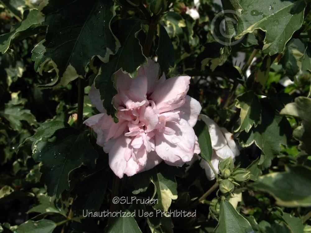 Photo of Rose Of Sharon (Hibiscus syriacus Sugar Tip®) uploaded by DaylilySLP
