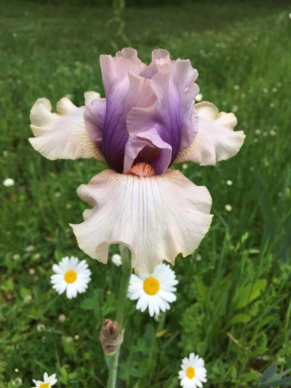 Photo of Tall Bearded Iris (Iris 'Bel Esprit') uploaded by Lbsmitty