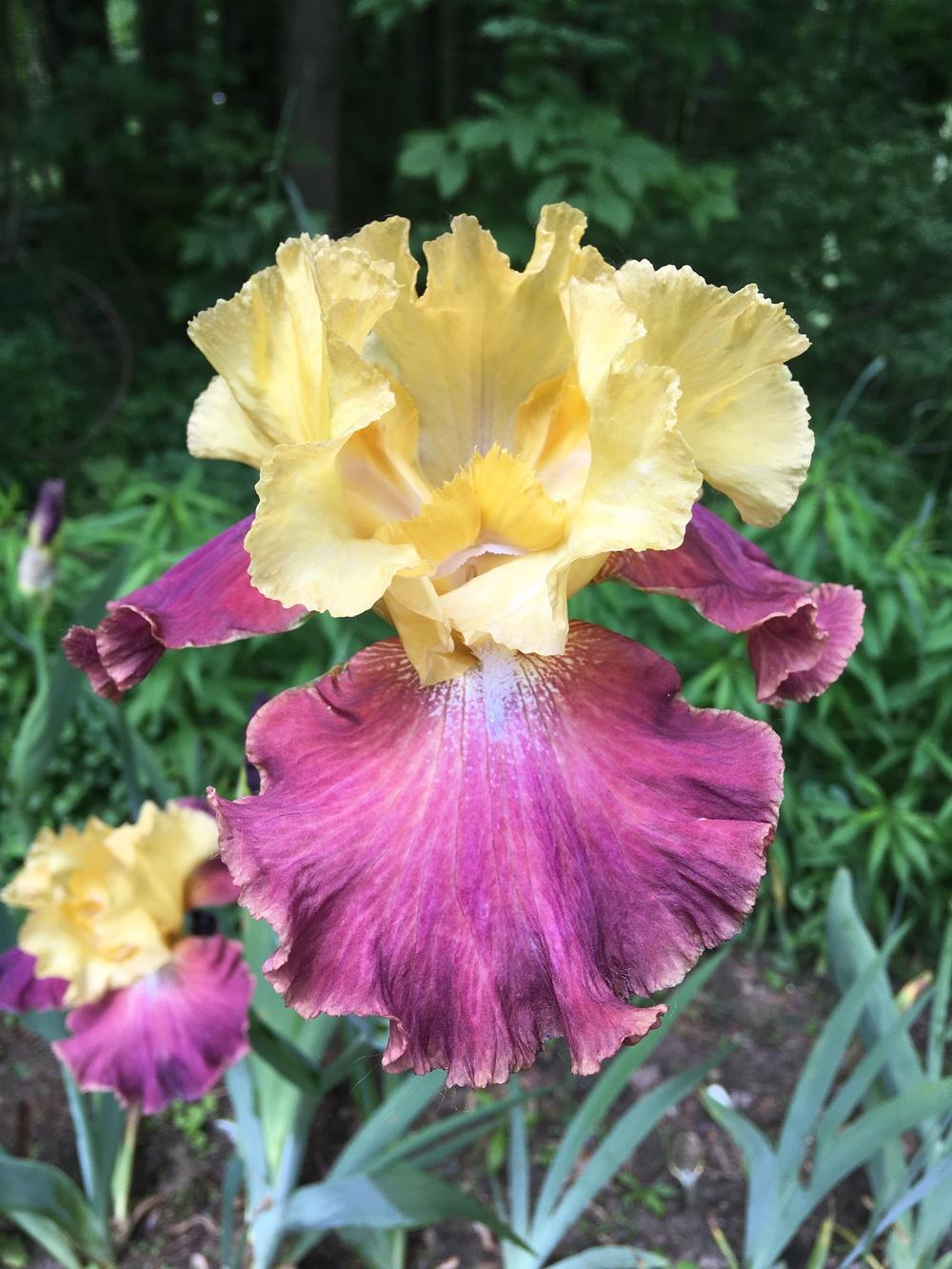 Photo of Tall Bearded Iris (Iris 'Darcy's Choice') uploaded by Lbsmitty