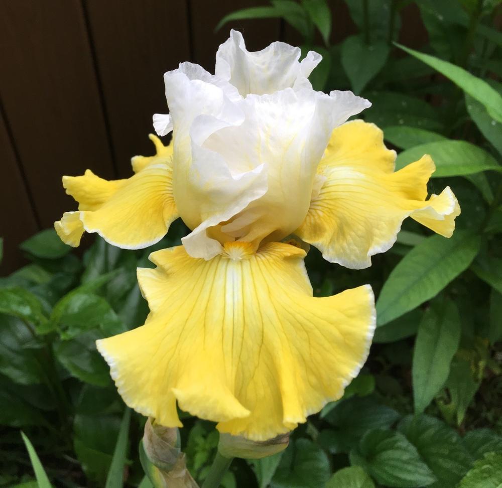 Photo of Tall Bearded Iris (Iris 'Joviality') uploaded by Lbsmitty