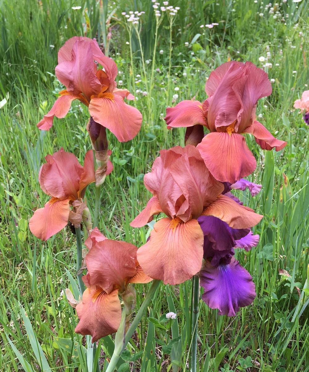 Photo of Tall Bearded Iris (Iris 'Gingersnap') uploaded by Lbsmitty