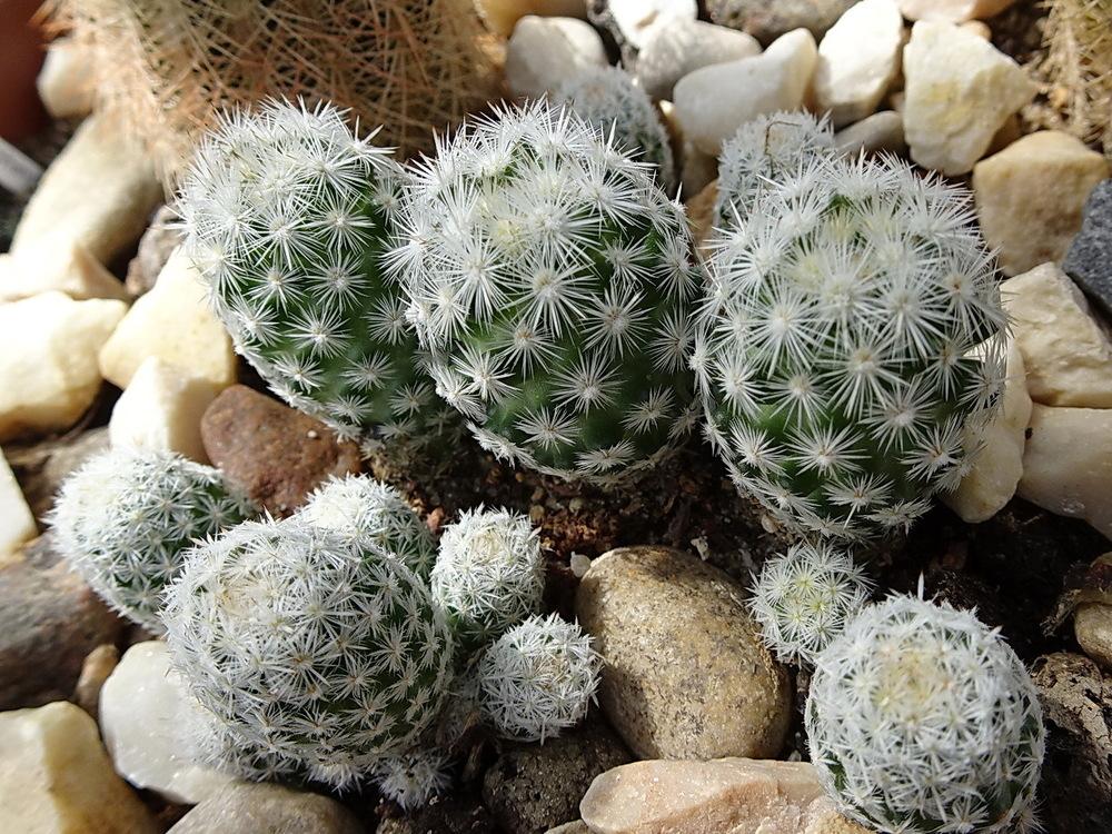 Photo of Silver-Lace Cob Cactus (Pelecyphora sneedii subsp. sneedii) uploaded by Orsola