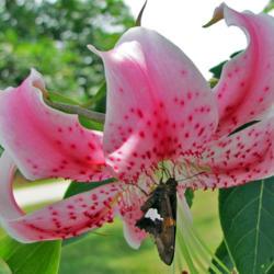 Location: My Gardens
Oriental Lily & Visitor #pollination