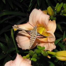 Location: central Illinois
Date: 2010-06-24
#pollination  Sphinx Moth