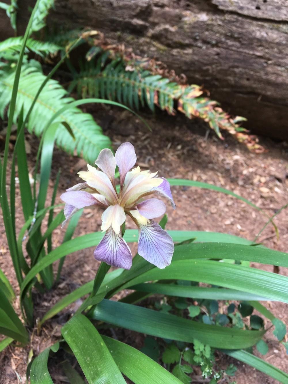 Photo of Species Iris (Iris douglasiana) uploaded by lharvey16