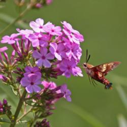 Location: My Yard
Date: 2014-07-27
#pollination
