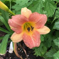 Location: My garden
Date: 2019-06-17
First bloom