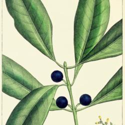Location: Although the book is called 'The North American Sylva', some non-native trees are included
Date: c. 1865
illustration by H. J. Redouté from Michaux's 'The North American