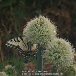 Location: My Garden, Ontario, Canada
Date: 2019-06-18
Tiger Swallowtail butterfly on perennial onions #pollination