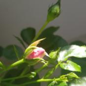 Bud - about to open, with newer bud in the background