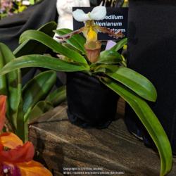Location: Santa Barbara International Orchid Show, CA
Date: 2019-03-15
Part of the Conejo Orchid Society display.