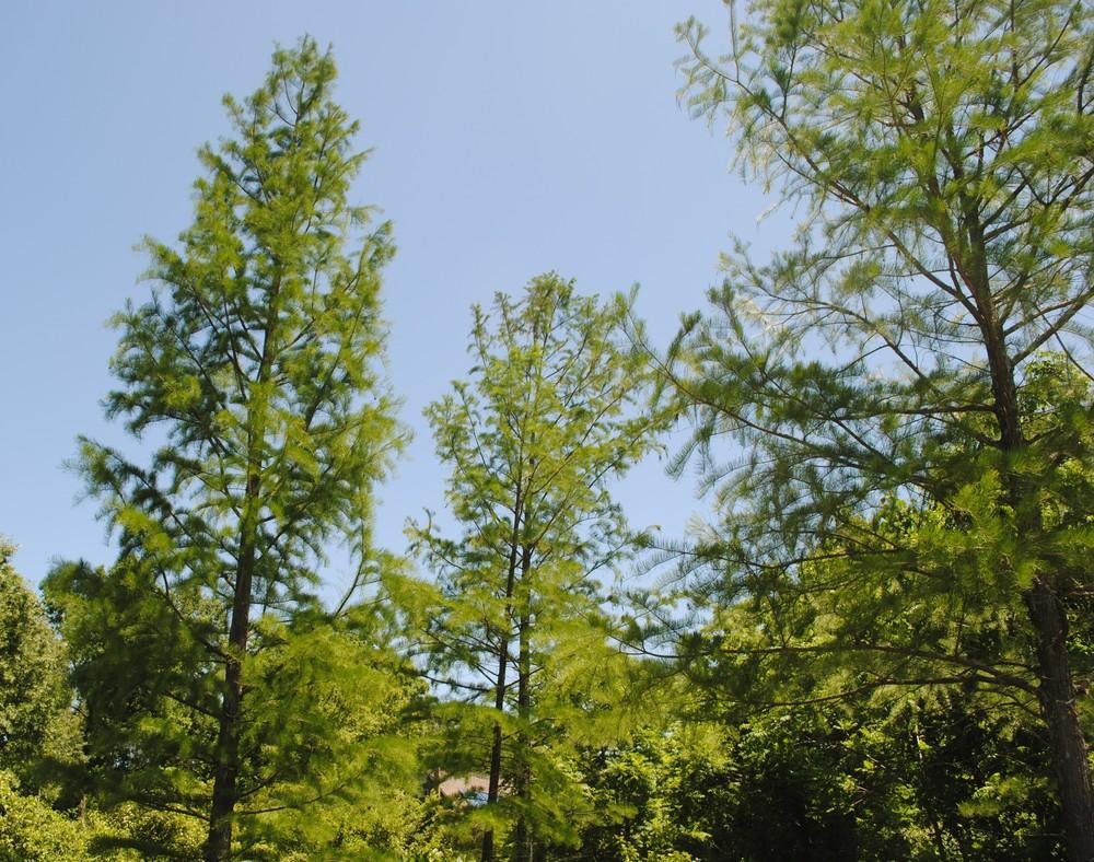 Photo of Pond Cypress (Taxodium distichum var. imbricarium) uploaded by ILPARW