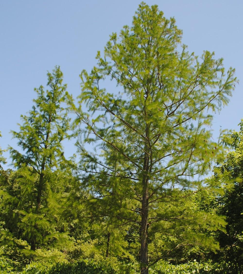 Photo of Pond Cypress (Taxodium distichum var. imbricarium) uploaded by ILPARW