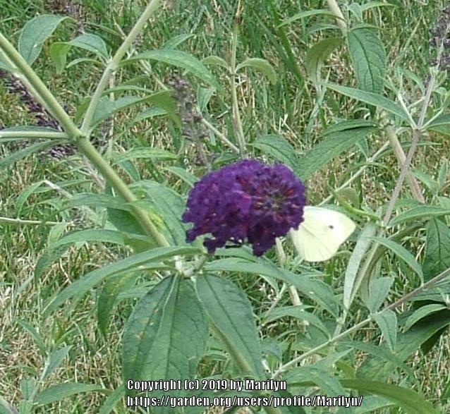 Photo of Butterfly Bushes (Buddleja) uploaded by Marilyn