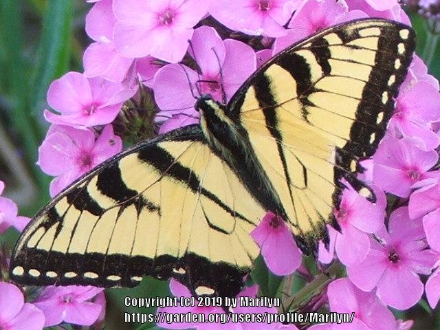 Photo of Phloxes (Phlox) uploaded by Marilyn