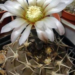 Location: From my collection. Poland.
Date: 2019-06-15
Gymnocalycium riojense subs. kozelskyanum