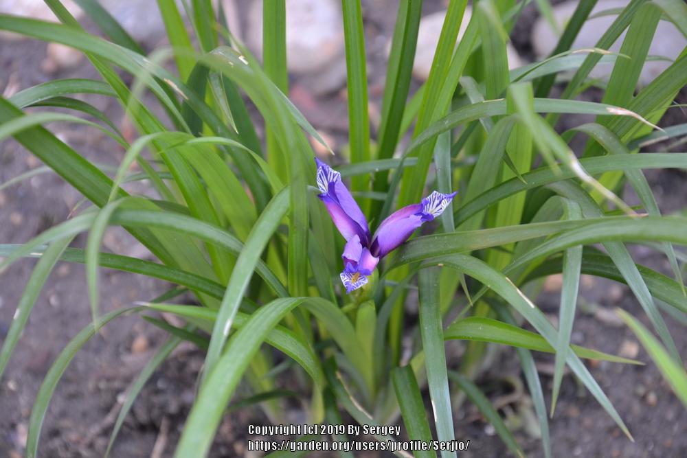 Photo of Species Iris (Iris graminea) uploaded by Serjio