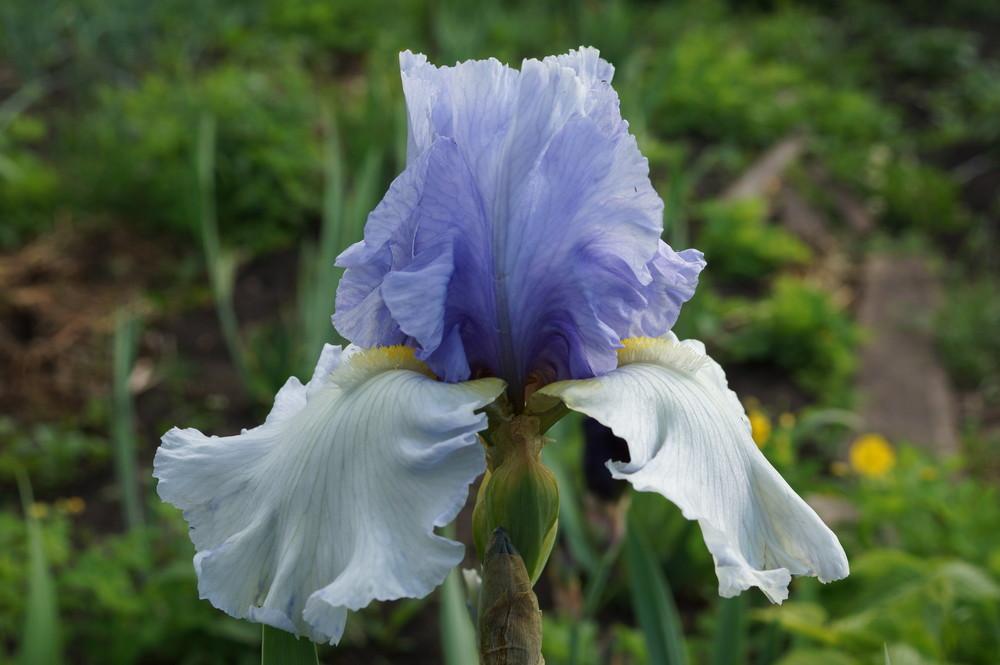 Photo of Tall Bearded Iris (Iris 'Englishman in New York') uploaded by cinizmprotasov